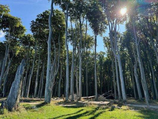Gespensterwald Nienhagen