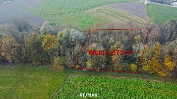 65 Wald 2