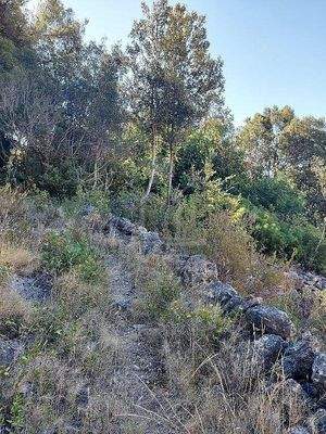 Der Kieferwald ist ein besonderes Highlight