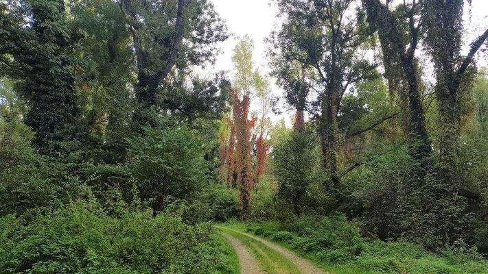 Auwald (15min zu Fuß)