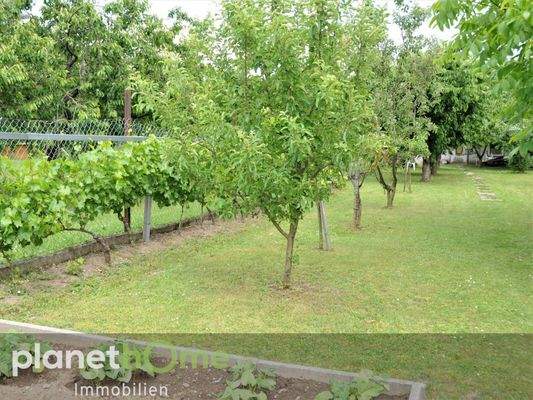 Obst und Weinstreben