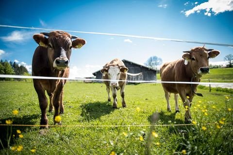 Holzkirchen Bauernhöfe, Landwirtschaft, Holzkirchen Forstwirtschaft