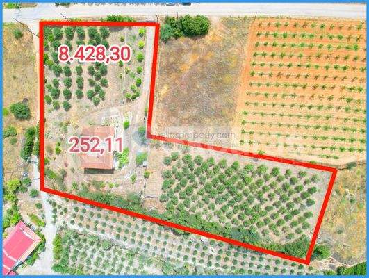 img_238e8173-6976-4382-924e-ea73e5b2c590