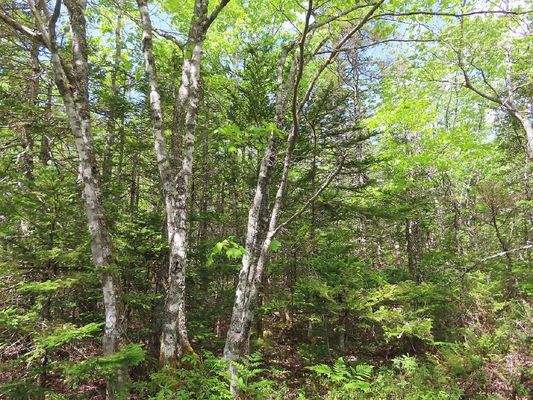 Cape Breton - Tolles Bau-Grundstück mit 12.400 m² 