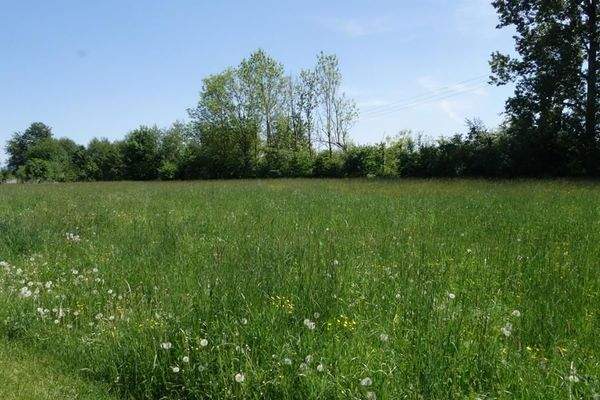 angerenzende Wiesen.JPG