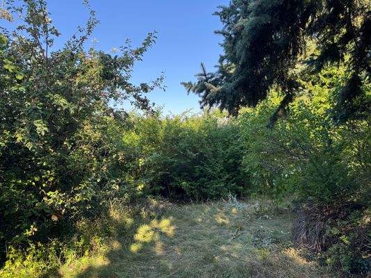 Aufwuchs im Garten 1