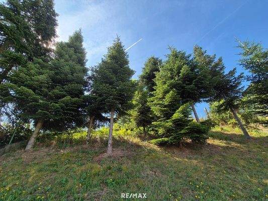 hinterer Teil des Baugrundstücks