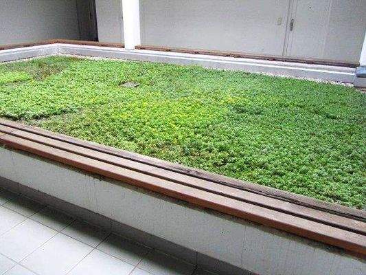 7_Grünfläche Innenhof