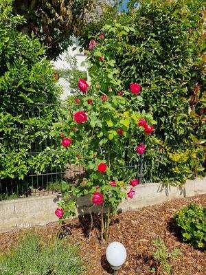 Garten II.jpg
