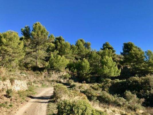 Zufahrt und Blick auf das Grundstück 