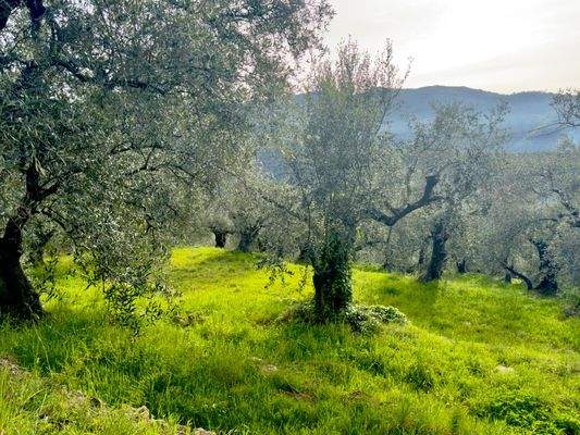 DA964_17 TERRA ITALIA IMMOBILIEN_LIGURIEN_DOLCEACQ