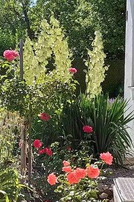 Ein blühendes Paradies – Ihr Garten zum Entspannen