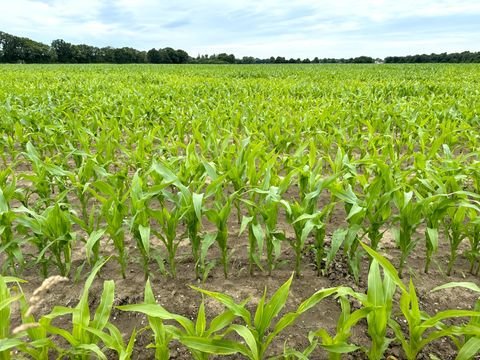 Goch Bauernhöfe, Landwirtschaft, Goch Forstwirtschaft