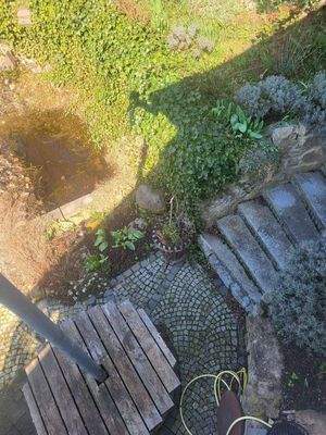 Teich mit Goldfischen