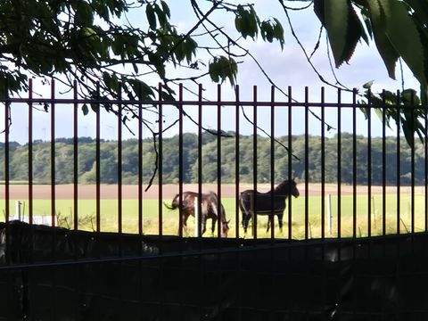 Meyenburg Häuser, Meyenburg Haus kaufen