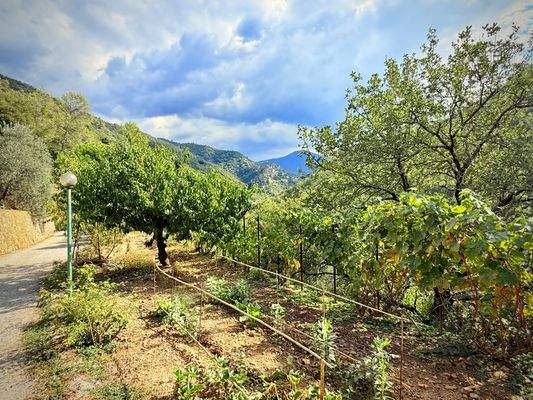 AP_1050_TERRA ITALIA IMMOBILIEN_LIGURIEN_APRICALE_
