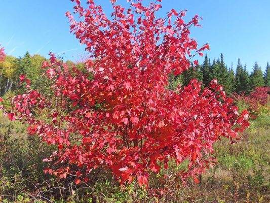 Nova Scotia - Smithfield - Wunderschönes 47-Hektar