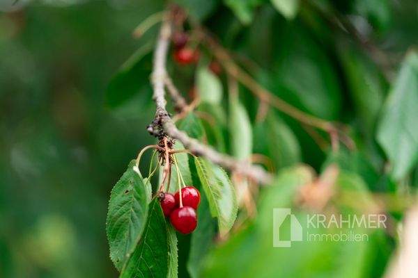 Kirschbaum im Garten