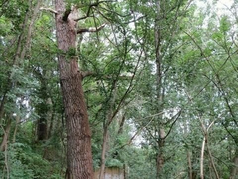 Elsteraue Grundstücke, Elsteraue Grundstück kaufen