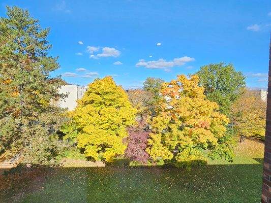 Blick ins Grüne von der Küche