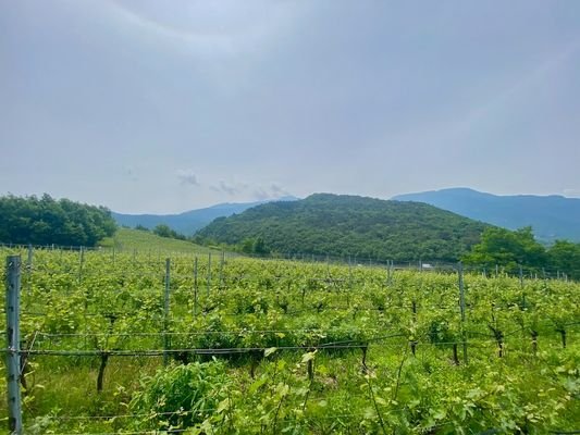 Trento-Trient-Lago-di-Terlago-Weingut-Wein-Vigneto-vino-Costruire-casa-bauen-Grundstück