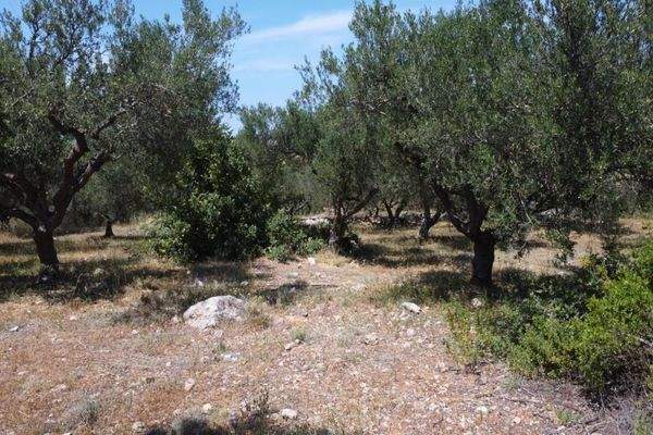 Kreta, Kalathas: Grundstück mit Meerblick in der Nähe des Strandes zu verkaufen