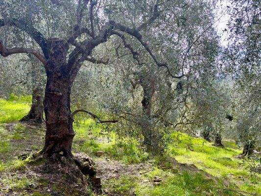 DA958_05 TERRA ITALIA IMMOBILIEN_LIGURIEN_DOLCEACQ