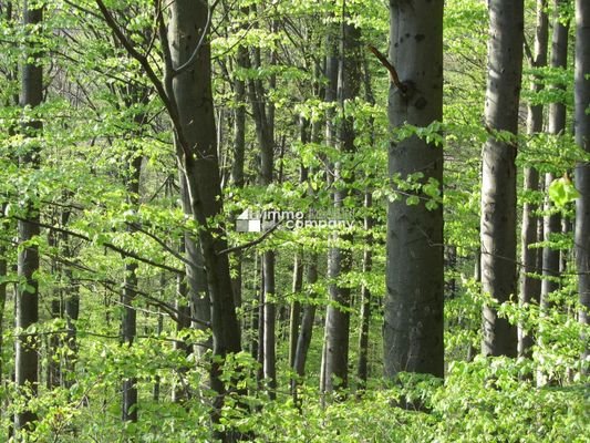 Herrliche Wälder im Donautal...