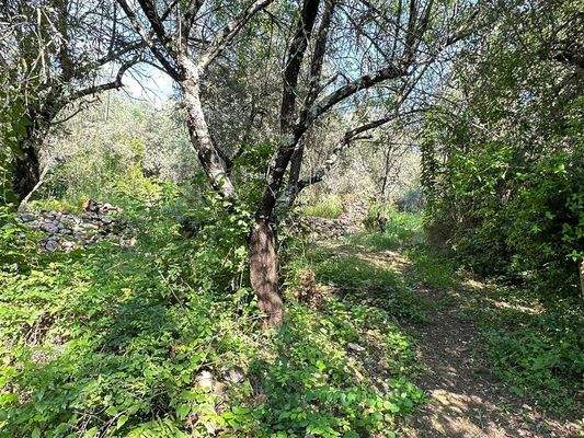 Olivenhain Massa Marittima