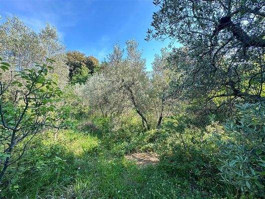 Olivenhain Massa Marittima