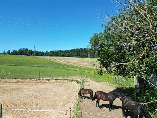 Reitplatz mit Koppeln - 2