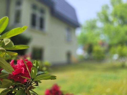 Außenbereich Rhododendron