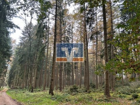 Neuenkirchen-Vörden Bauernhöfe, Landwirtschaft, Neuenkirchen-Vörden Forstwirtschaft