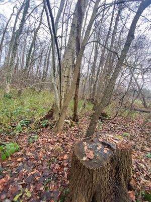 Birke, Erle, Esche! Alles dabei!.jpg