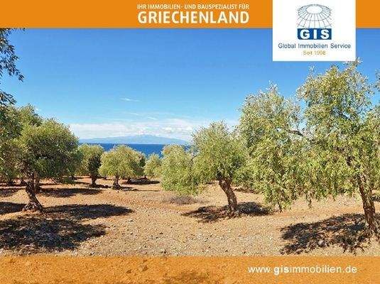 zahlreiche Olivenbäume