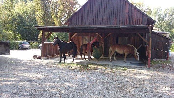 Pferdehaltung wieder möglich