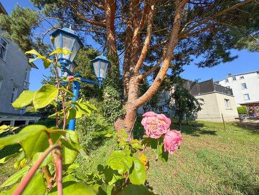 Der Garten mit gewachsenem Grün