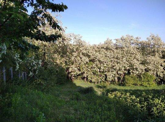Frühjahr Ostseite Grundstück