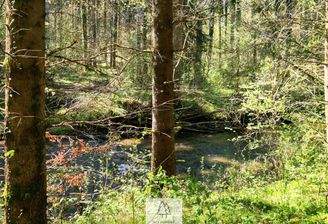 Waldverkauf-Ravensburg_22.jpg