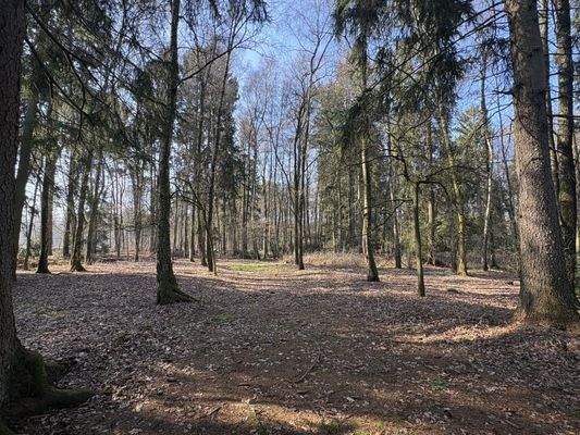 prächtiger Waldanteil