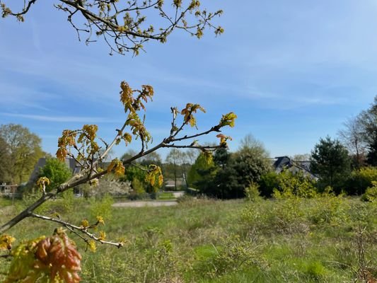 Blick über das Traum-Grundstück zur Sackgasse_IM