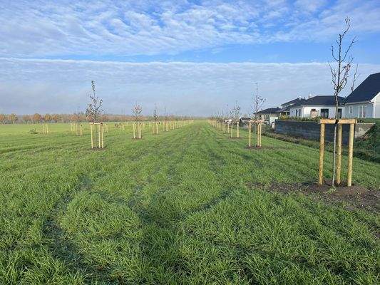 Streuobstwiese am Wohngebiet