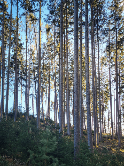 Wolfersdorf Bauernhöfe, Landwirtschaft, Wolfersdorf Forstwirtschaft