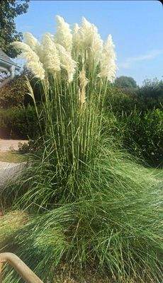 Sanfte Halme, große Ruhe