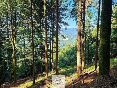 Simonswald Renditeobjekte, Mehrfamilienhäuser, Geschäftshäuser, Kapitalanlage