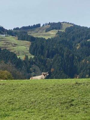 Landschaftsbild Bolsterlang.jpg
