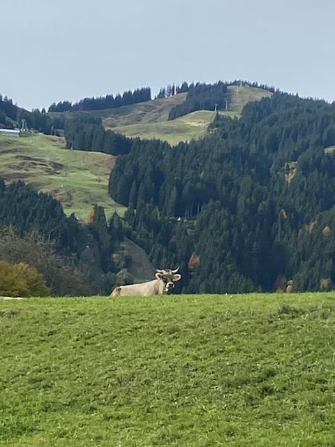 Bolsterlang Häuser, Bolsterlang Haus kaufen