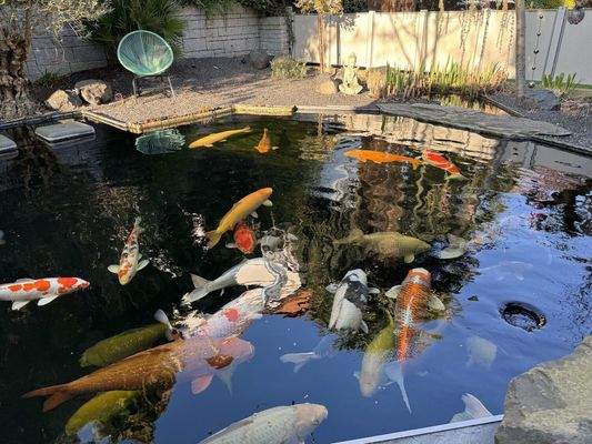 Schwimmteich mit Kois