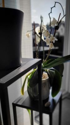 Orchidee im Wohnzimmer.jpg