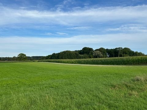 Türkheim Bauernhöfe, Landwirtschaft, Türkheim Forstwirtschaft